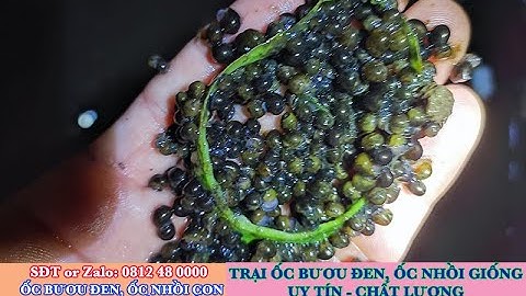 Cách Dưỡng Ốc Bươu Đen, Ốc Nhồi Mới Nở | Nguyên nhân ốc con mới nở CHẾT