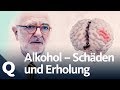 Wie gut kann sich der Körper vom Alkohol erholen? | Quarks