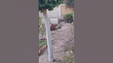 الشيخ محمود الشحات #تلاوة_خاشعة من سورة الأنعام. ربنا لاتزغ قلوبنا بعد إذ هديتنا.