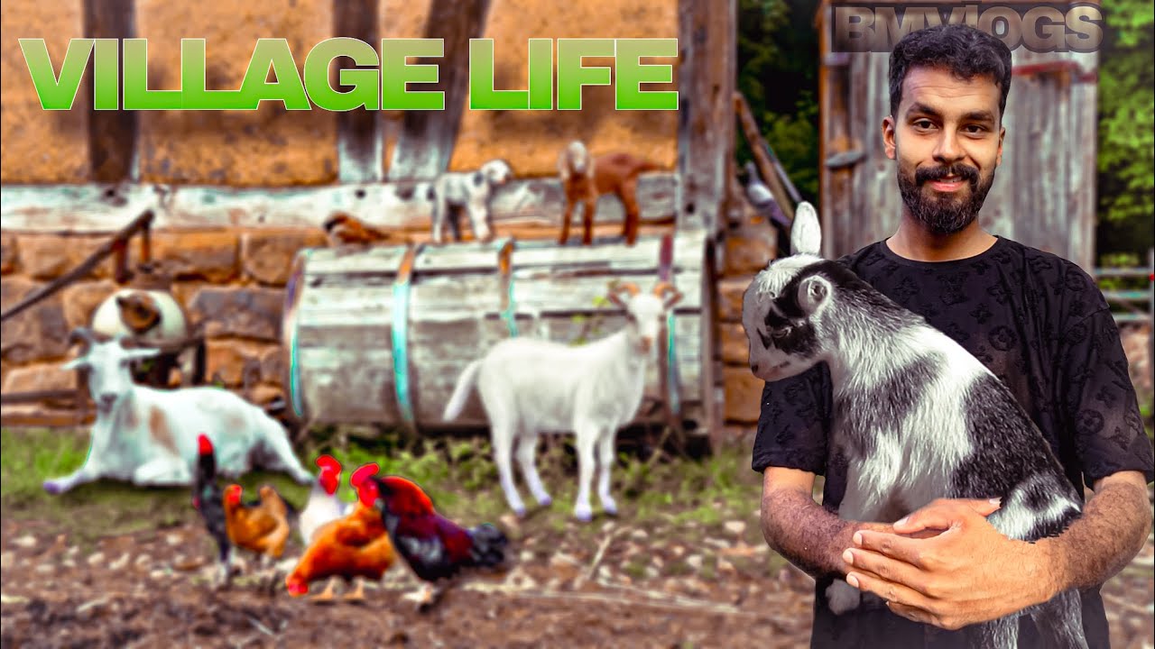 My Daily Routine | | In Kashmir Beautiful morning. 🕊️🦉🐐🐓