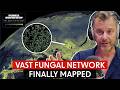 Scientists Mapped Earth's Vast Fungal Network - And It's Critical For The Climate