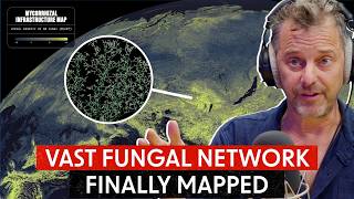 Scientists Mapped A Hidden Fungal Network - Protecting It Will Fight Climate Change