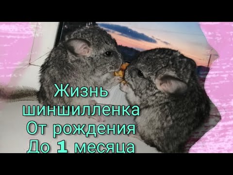 Видео: Как растут шиншиллы