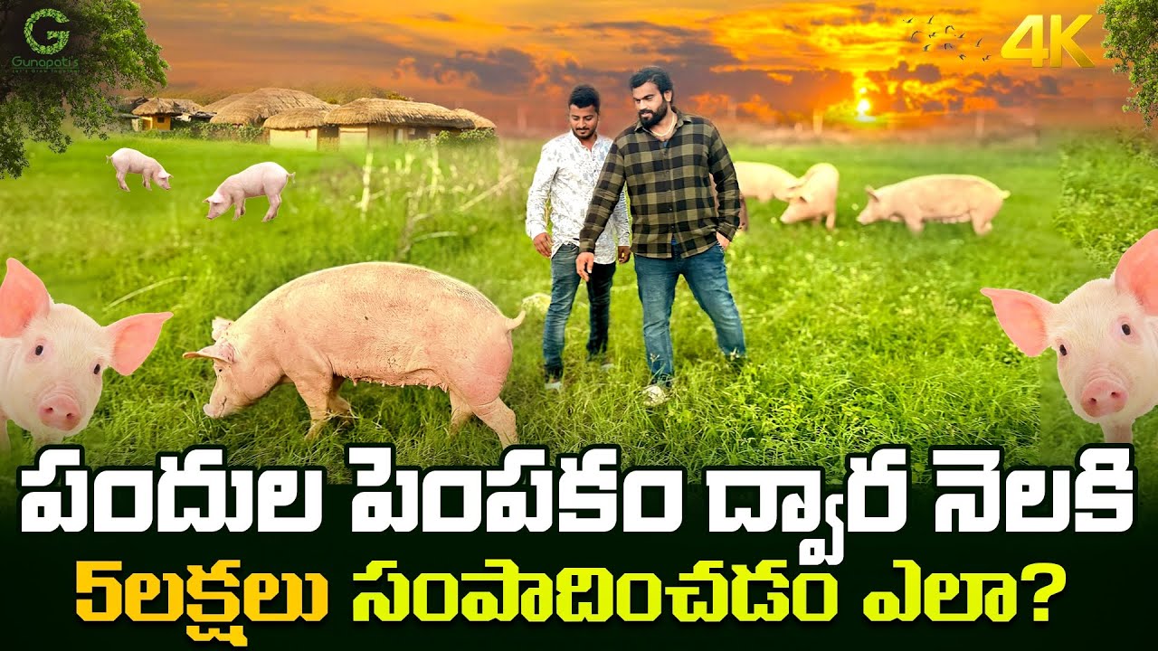Pig farming #piggery #pork #pigs #nlm #pandulapempakam #animalhusbandry #gunapatis #nellore