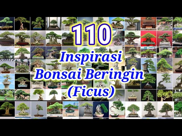 Inspirasi Bonsai Beringin (bonsai ficus) class=