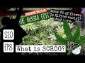 S10 ep8  what is scrog different types of cannabis seeds maximizing yields  week 2 spider farmer