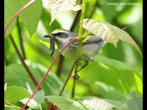 How To Use Audubon's Plants for Birds Database