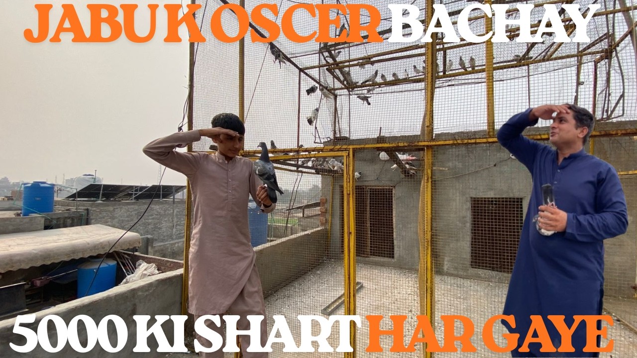 JABU K OSCER BACHAY PAY 5000 KI SHART#pigeon #bird #viralvideo #viral #kabutar #indianpegion #pets