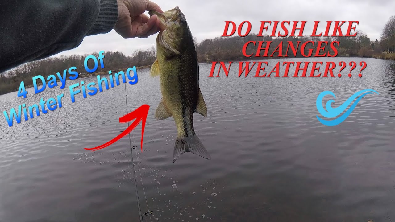 WINTER pond fishing (4 day EXPERIMENT)What did we CATCH? YouTube