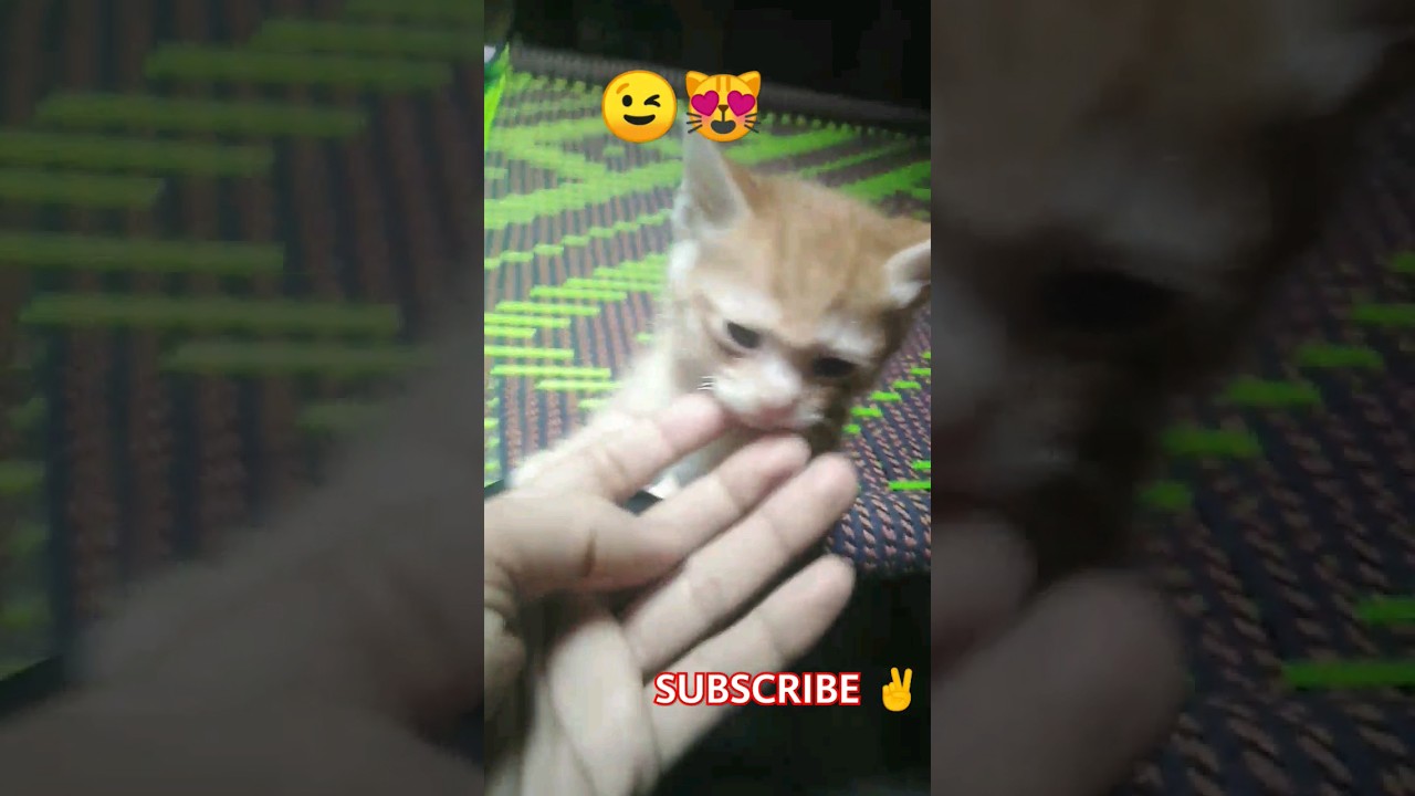 Purr-fectly Adorable Kittens 😊 #tailtaletreats #catsofyoutube #catloversunite #catcontent #catslife