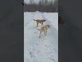Dogs in winter
