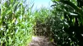 Lost in the Corn Maze at the Live Oak Canyon Pumpkin Patch
