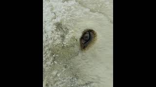 Bu kutup ayısı, Kanada'daki Hudson Körfezi yakınında