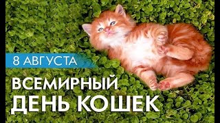 8 АВГУСТА ВСЕМИРНЫЙ ДЕНЬ КОШЕК. ВИДЕО ПОЗДРАВЛЕНИЕ С ЭТИМ ЗАМЕЧАТЕЛЬНЫМ ПРАЗДНИКОМ 8 АВГУСТА ВСЕМИРНЫЙ ДЕНЬ КОШЕК. ВИДЕО ПОЗДРАВЛЕНИЕ С ЭТИМ ЗАМЕЧАТЕЛЬНЫМ ПРАЗДНИКОМ