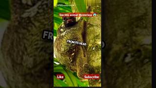 😱Sunda Colugo|Facts about the Colugo Flying Lemur|Animal Facts| #shorts #youtubeshorts #viralshorts