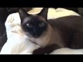 Smart Siamese Cat knows a lot of words