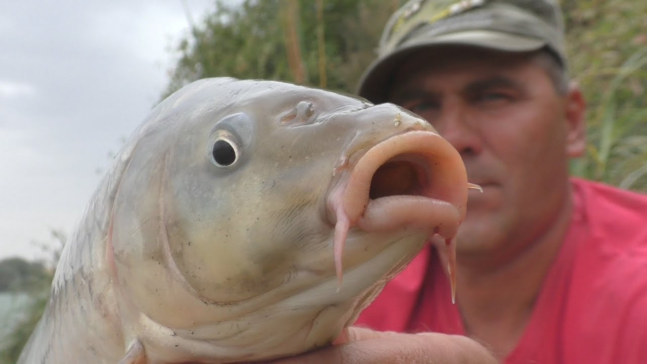 Старая, забытая снасть на карпа. My fishing