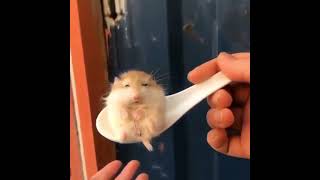 hamster in the spoon