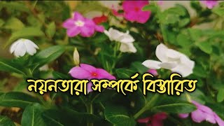 নযনতর ফল গছর সমপরণ পরচরয নযনতর গছর উপকরত