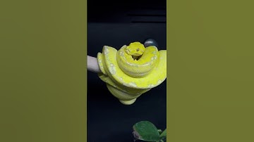 🐍 Meet Star, a stunning high-yellow Green Tree Python!