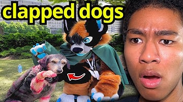 The Most Disturbing Furry Crimes Ever..