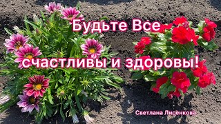 Как цветут Газания Нью Дэй и Катарантус? Красивые, низкорослые и яркие цветы!