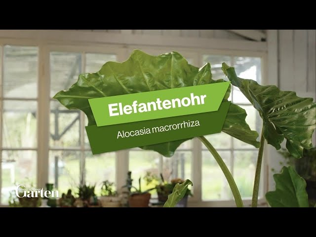 pflanzen farn Purgrün Farn-Dünger 1 Liter main image 0