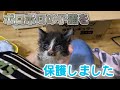 とある釣り堀にて300gのボロボロの子猫を緊急保護【We rescued a kitten】
