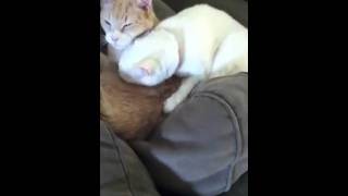 Cute Cat Giving A Massage