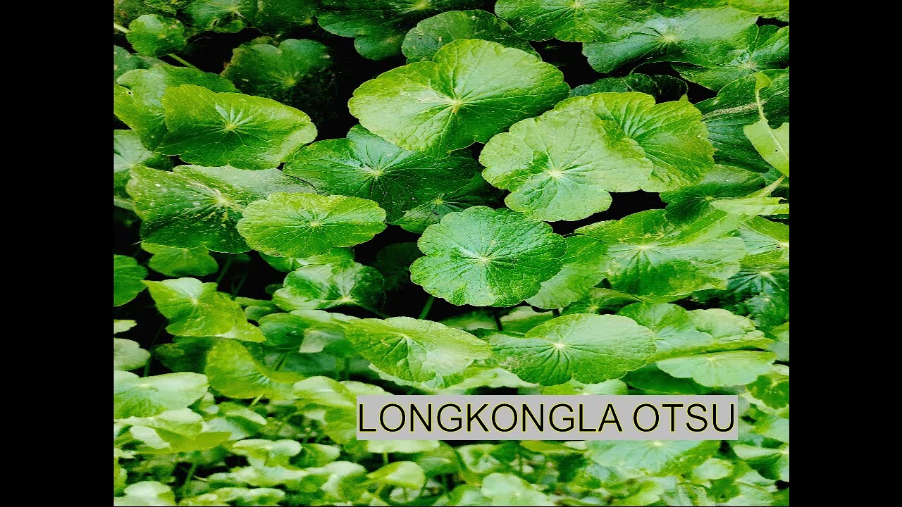 Tar nunger Longkongla otsu