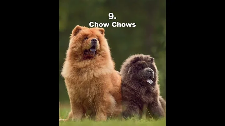 Top 10 most dangerous dogs breeds. Parts 2.#shorts#viral #foryourpage.