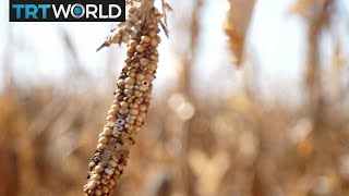 Money Talks: Maize harvest to boost South Africa's economy