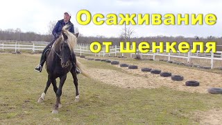 Обучение начинающего всадника осаживанию от шенкеля.