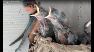 Baby Barn Swallows:  Day 13 - Live Stream 赤ちゃんの納屋のツバメ