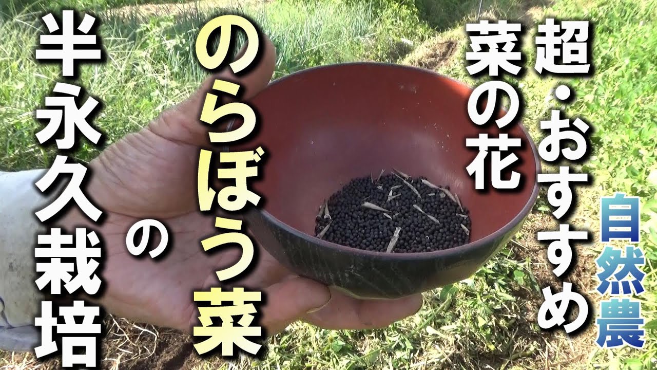 【自然農】超お勧め菜の花「のらぼう菜」の半永久栽培に挑戦 2024年10月9日【natural farming】