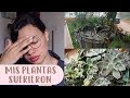 La LLUVIA destrozó mis PLANTAS │Candy Bu