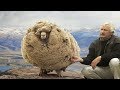 Dieses Schaf war 6 Jahre auf der Flucht - Als es zurückkam, war jeder erstaunt!
