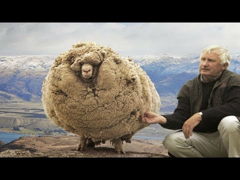 Video: Der Tod Von Dolly, Dem Schaf, War Nicht Mit Klonproblemen Verbunden - Alternative Ansicht
