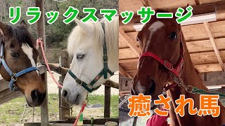 【癒される馬たち】お馬のリラックスマッサージ【おまけ付き】 by げんき牧場チャンネル 479 views 8 days ago 8 minutes, 14 seconds