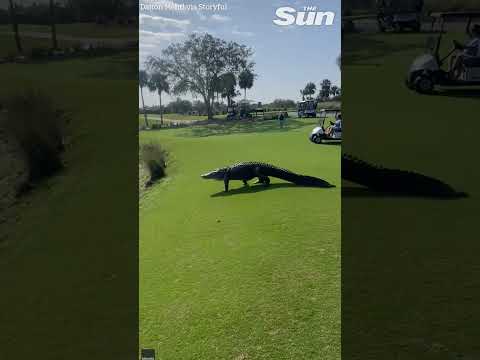 Just tee-thing off! HUGE Alligator strolls through Florida golf course #shorts.