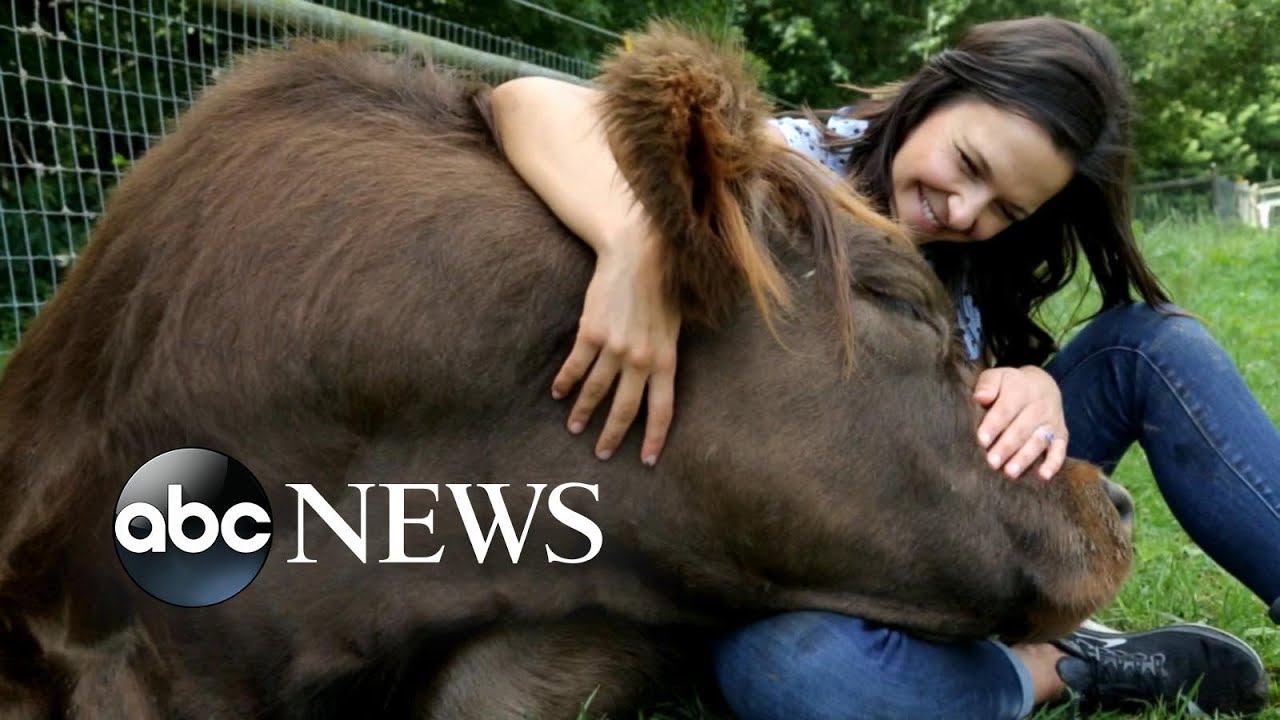 Cow cuddling and beyond: the growing use of emotional support animals | Nightline