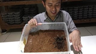 Tarantula ke 3 terbesar di dunia