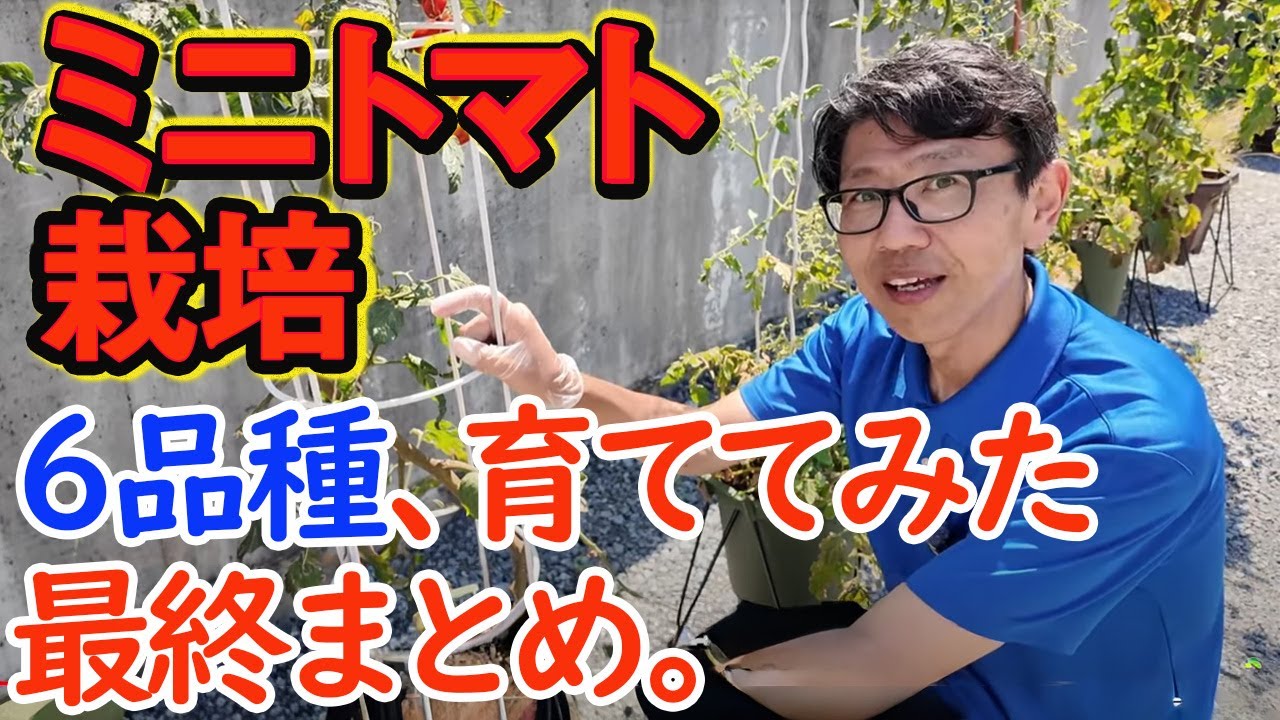 Cherry Tomato Cultivation] A Final Summary of Experiments with