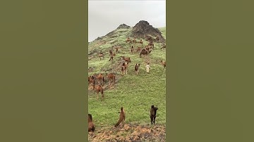 ربيع السعودية 1444هـ… القارئ عبدالرحمن الجريذي