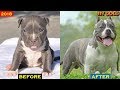 American Bully dog Transformations