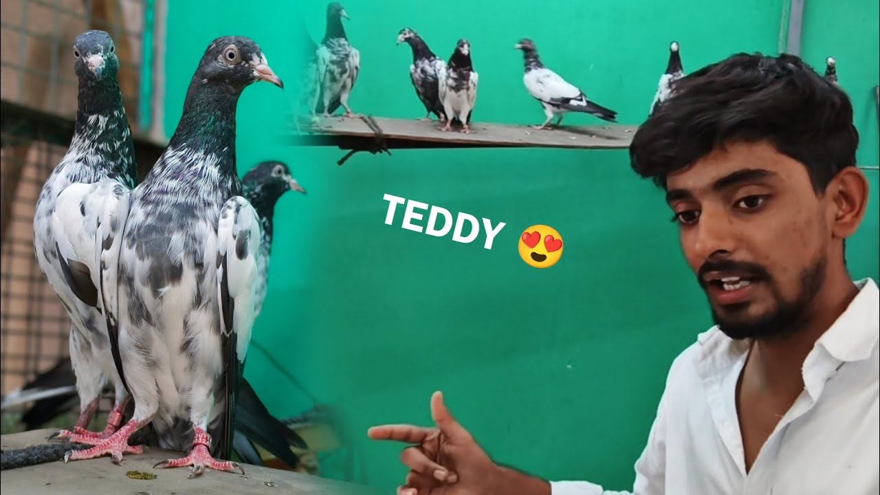 Top Quality TEDDY Kabootar  😍 Sale In India 🔥