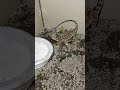corba my nerdy sons bearded dragon