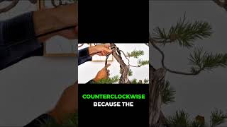 Bonsai Secret: The One-Wire Branch Method!