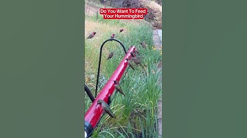 I Tested 5 Hummingbird Feeders and Found the BEST One!