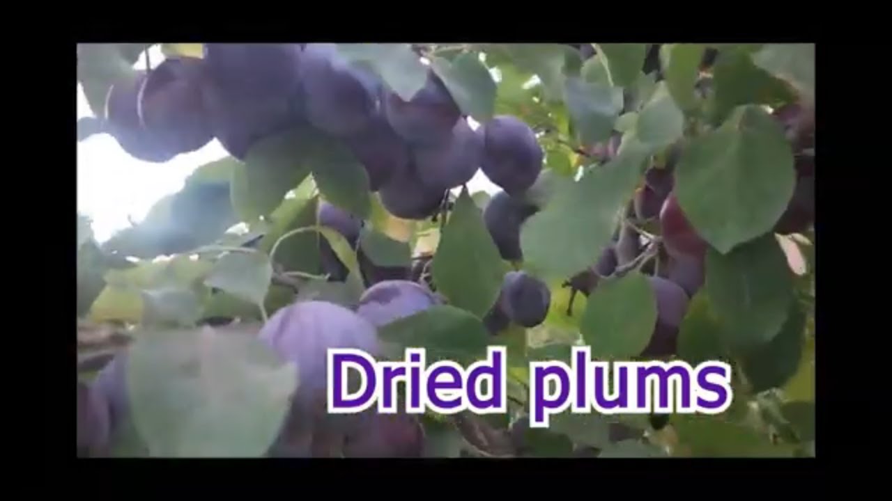 Sun dried plums with organic plums